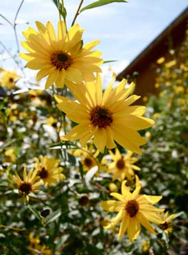 Zwiesler Blumen